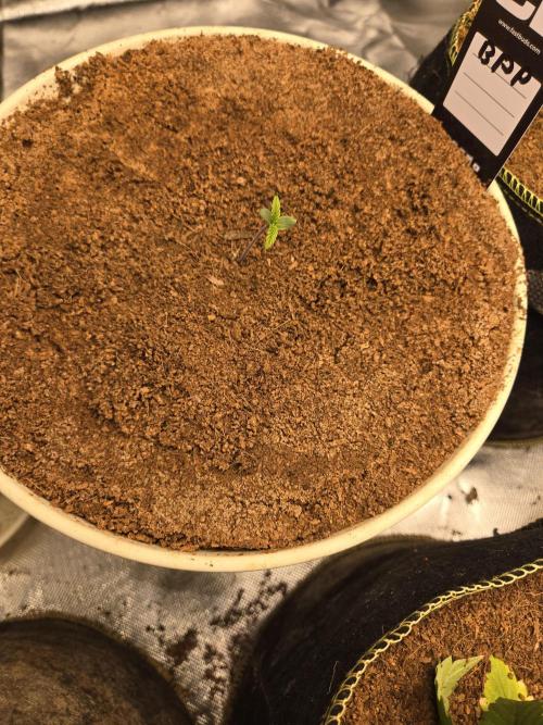 Violetta aka Banana Purple Punch. Week 1