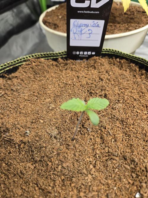 Saraphina aka Cherry Cola RF3. Week 1