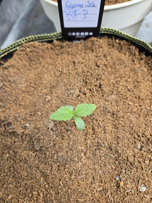 Saraphina aka Cherry Cola RF3. Week 1