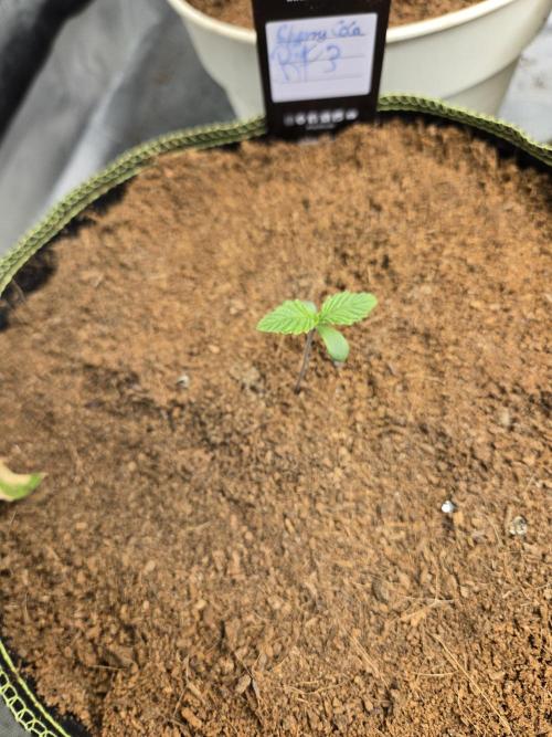 Saraphina aka Cherry Cola RF3. Week 1