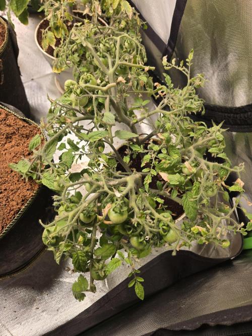 Kirsch Tomaten by Kiepenkerl. Week 8