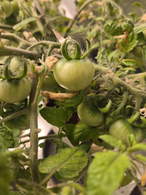 Kirsch Tomaten by Kiepenkerl. Week 8