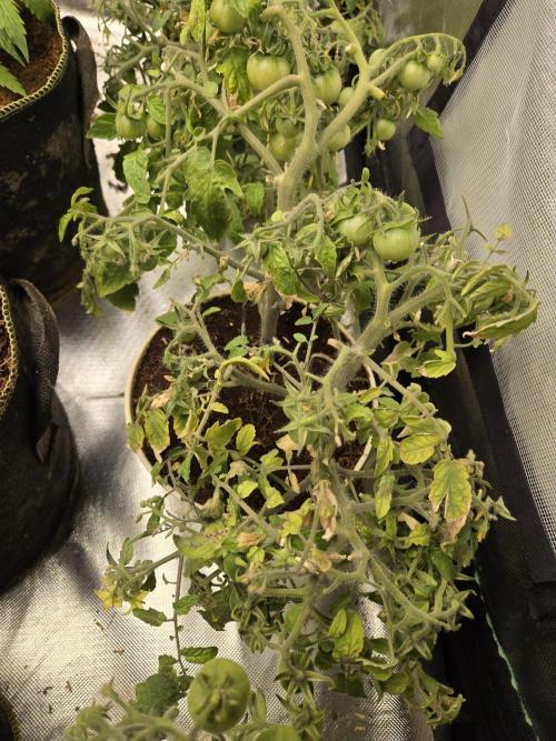 Kirsch Tomaten by Kiepenkerl. Week 8