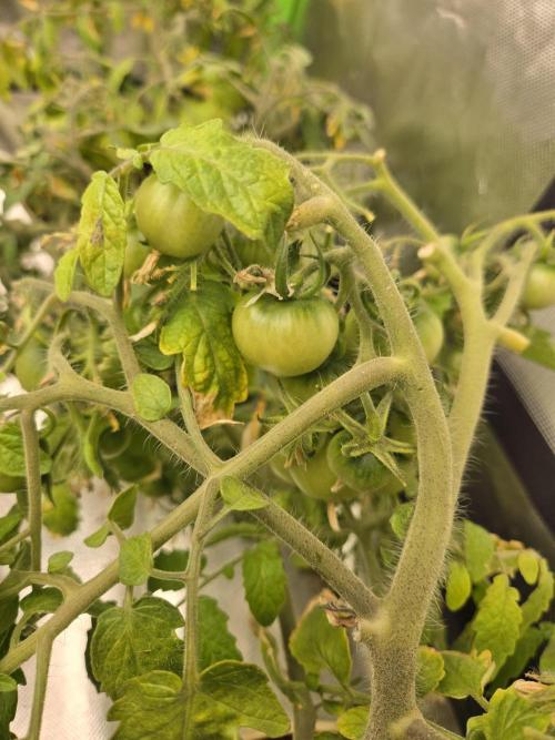 Kirsch Tomaten by Kiepenkerl. Week 8