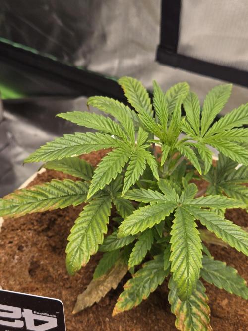 Yuki aka Frosted Guava. Week 3