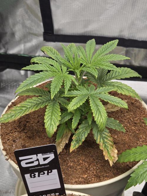 Yuki aka Frosted Guava. Week 3