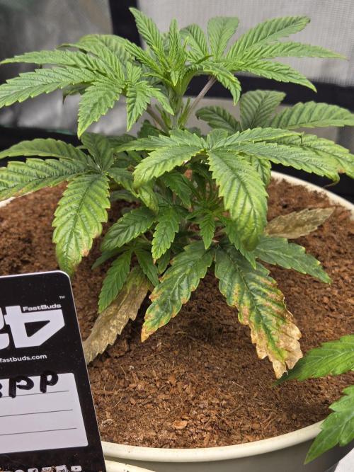 Yuki aka Frosted Guava. Week 3