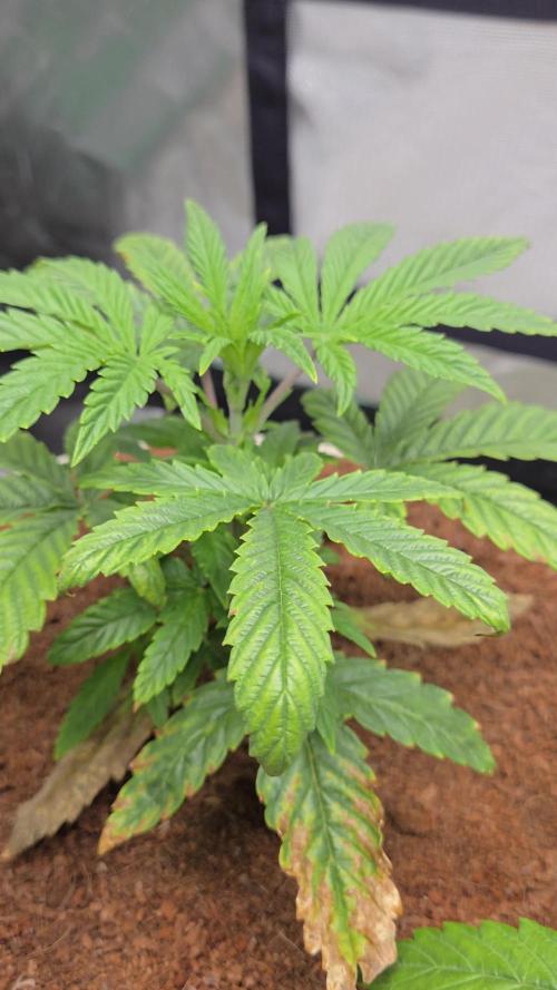 Yuki aka Frosted Guava