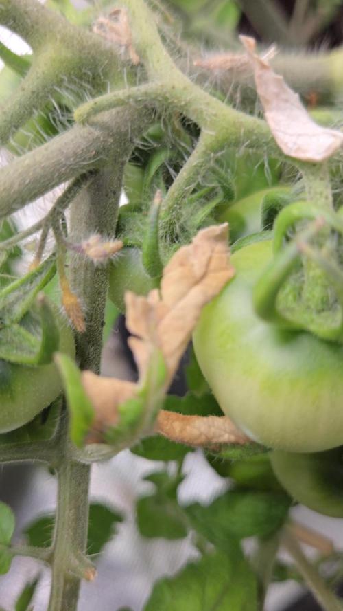 Kirsch Tomaten by Kiepenkerl