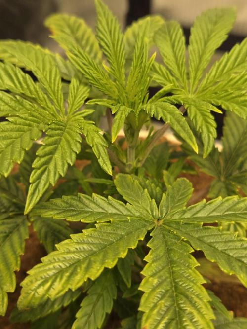 Yuki aka Frosted Guava. Week 3