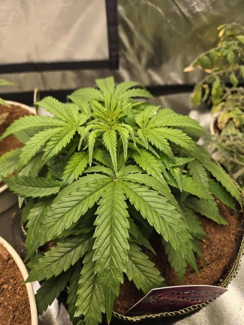 Bianca aka White Truffle. Week 4