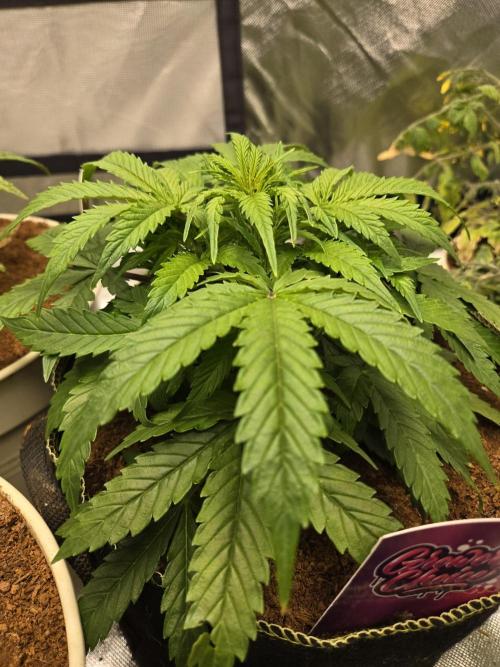 Bianca aka White Truffle. Week 4