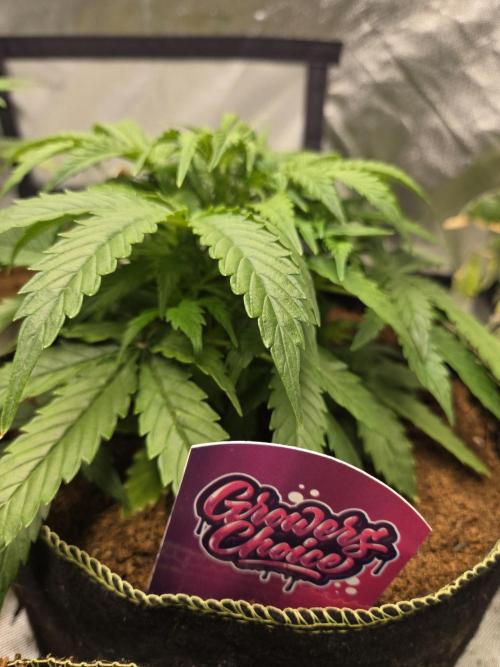 Bianca aka White Truffle. Week 4