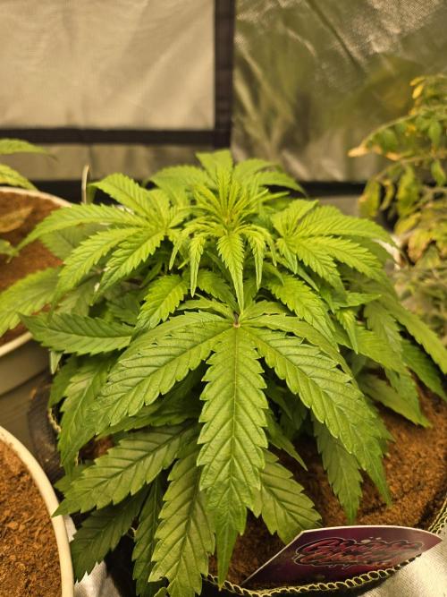 Bianca aka White Truffle. Week 4