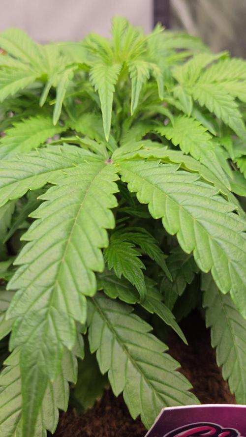 Bianca aka White Truffle