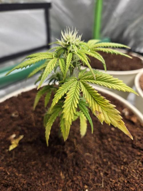 Mira aka Mimosa Bruce Banner Xl Auto. Week 4