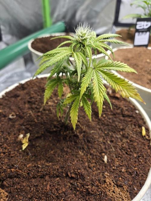 Mira aka Mimosa Bruce Banner Xl Auto. Week 4