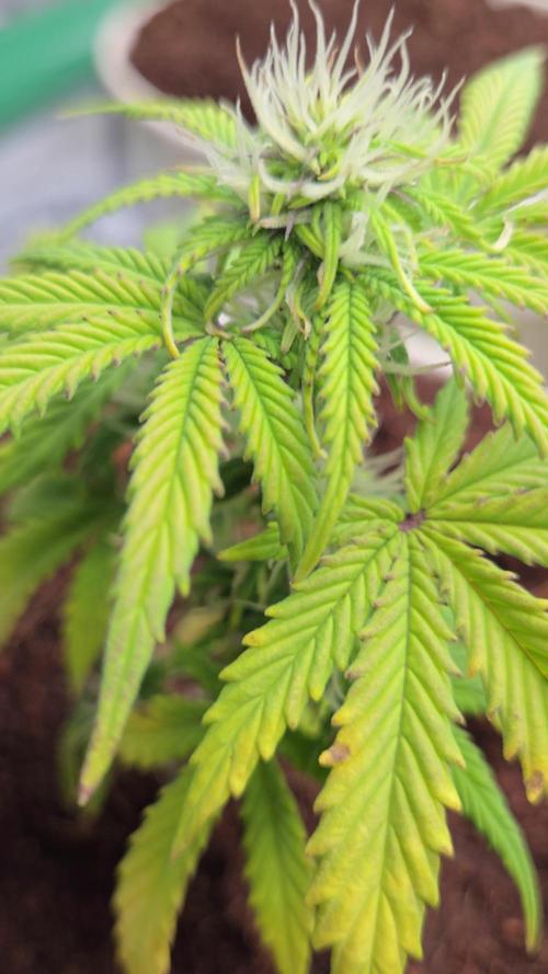 Mira aka Mimosa Bruce Banner Xl Auto