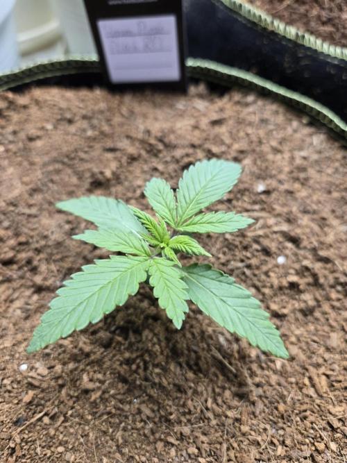 Valentina aka BananaPurplePunch RF3. Week 2