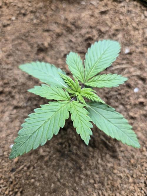 Valentina aka BananaPurplePunch RF3. Week 2