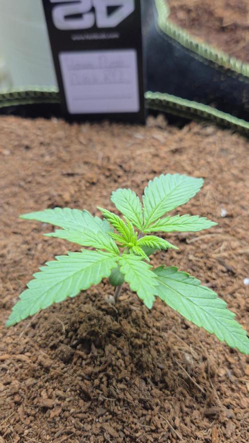 Valentina aka BananaPurplePunch RF3