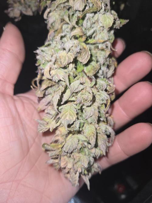 Papaya Cookies. Week 1