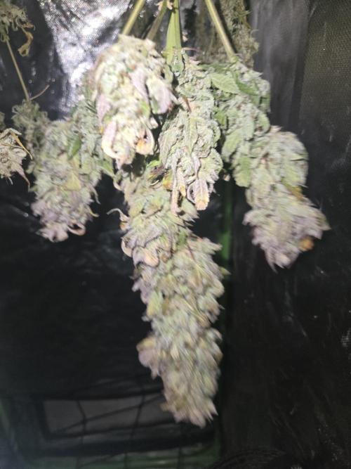 Papaya Cookies Auto. Week 1