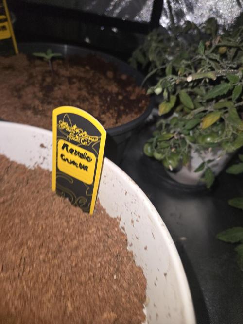 Kirsch Tomaten by Kiepenkerl. Week 9