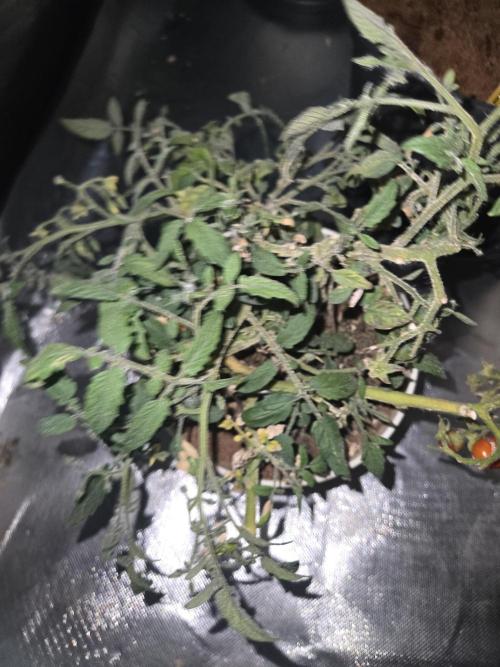 Kirsch Tomaten by Kiepenkerl. Week 9