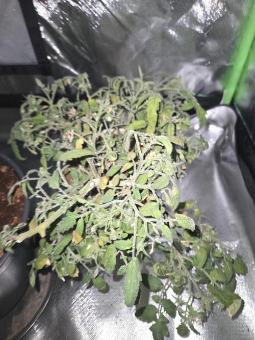 Kirsch Tomaten by Kiepenkerl. Week 9