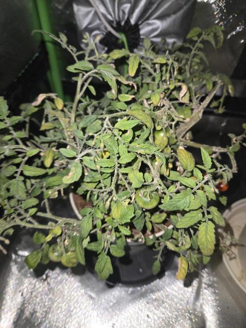 Kirsch Tomaten by Kiepenkerl. Week 9
