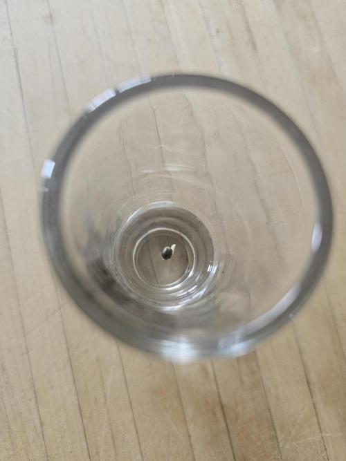 Tangerine Dream Auto. Week 0 - Tap root sprouted after 24 hours