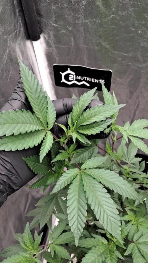 growing indoor with c21Nutients