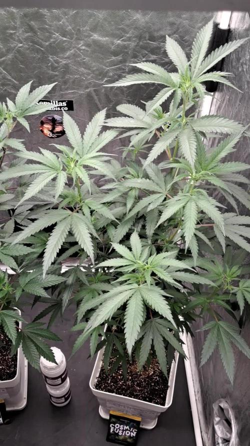 growing indoor with c21Nutients