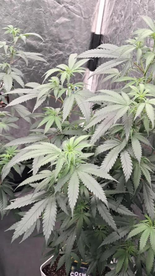 growing indoor with c21Nutients