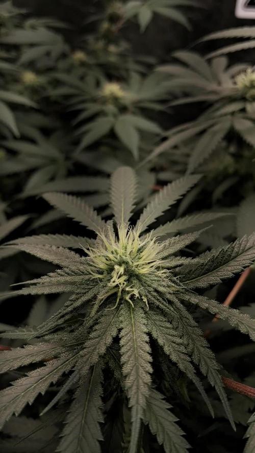 growing indoor with c21Nutients