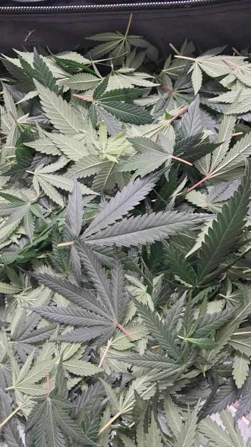 growing indoor with c21Nutients