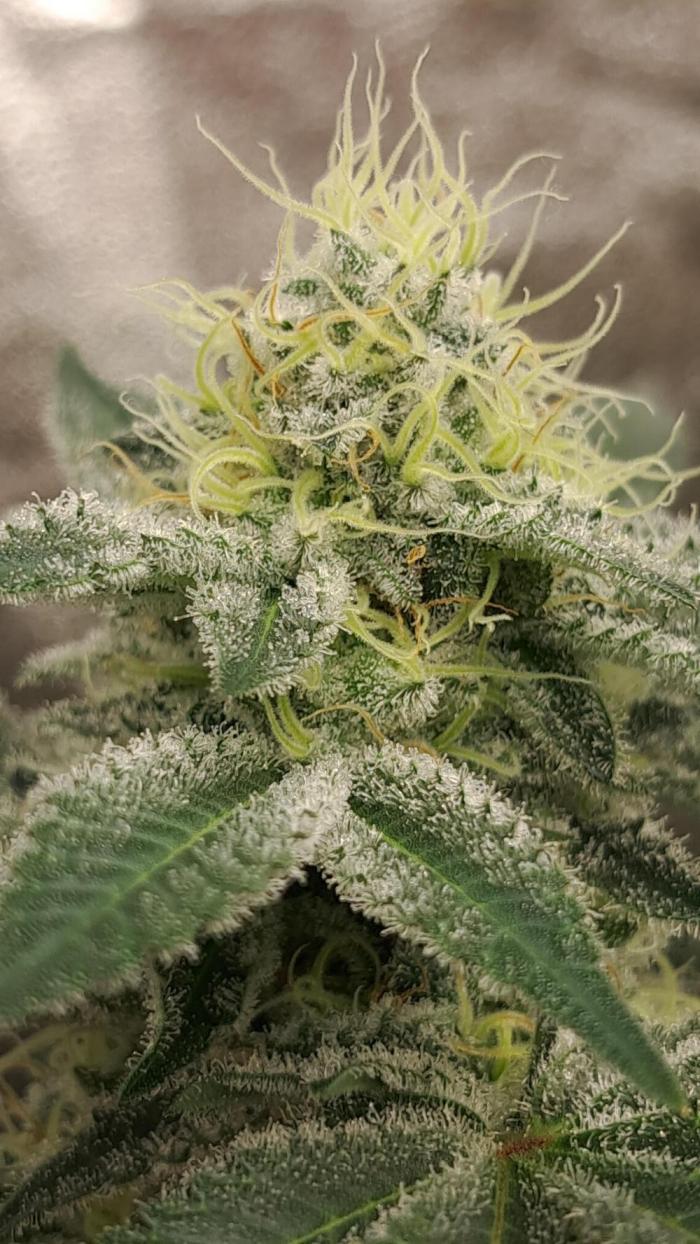 growing indoor with c21Nutients. Week 11 - This was the only photo taken at this stage