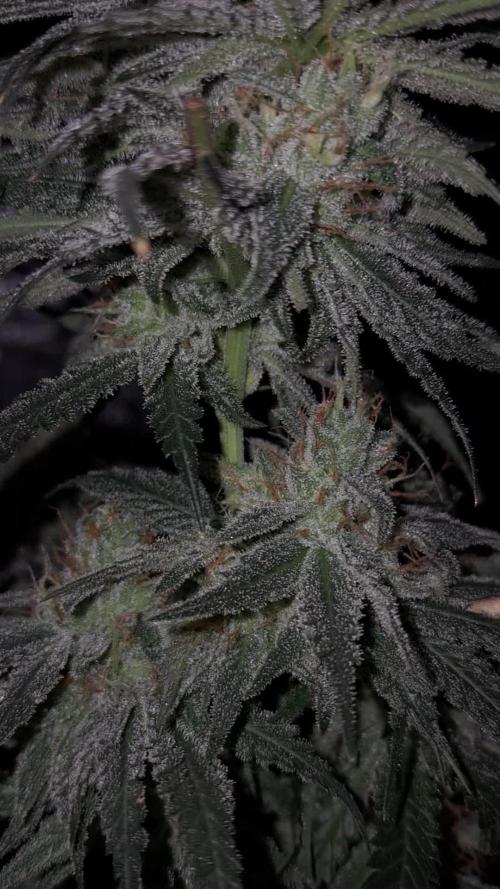 growing indoor with c21Nutients