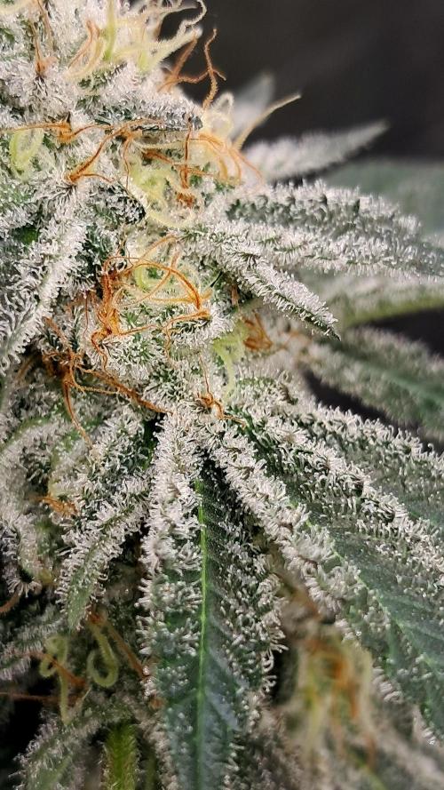 growing indoor with c21Nutients. Week 13 - C21 Nutrients 