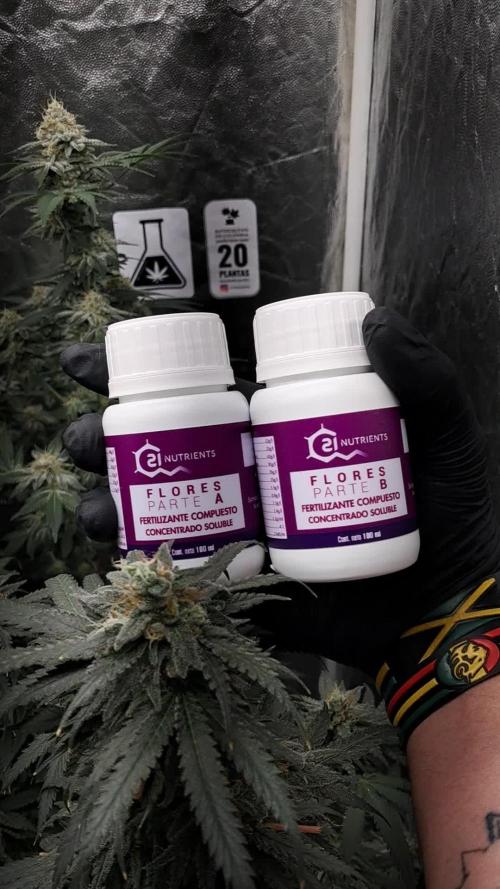 growing indoor with c21Nutients