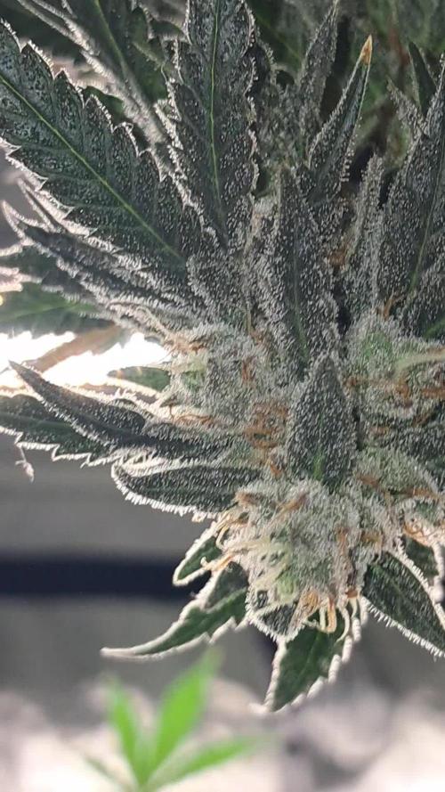 growing indoor with c21Nutients