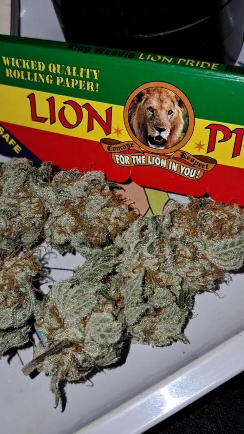 growing indoor with c21Nutients