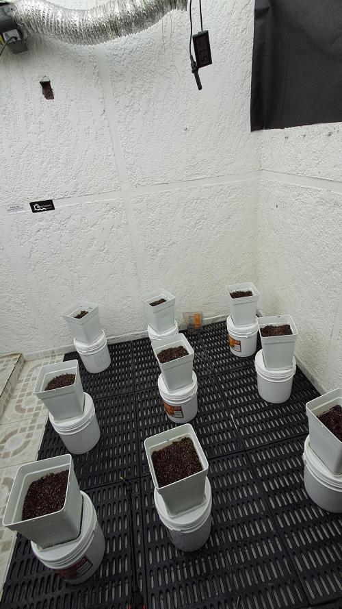 TPK x DRX F1. Week 2 - 3