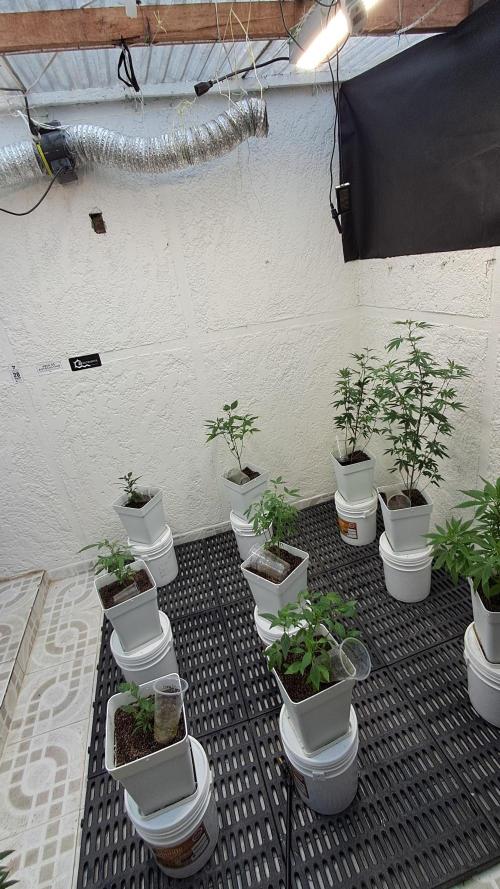 TPK x DRX F1. Week 2 - 4