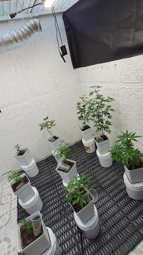 TPK x DRX F1. Week 7 - Asi comenzamos este ciclo hace varias semanas 🤩