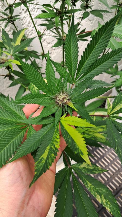 TPK x DRX F1. Week 10