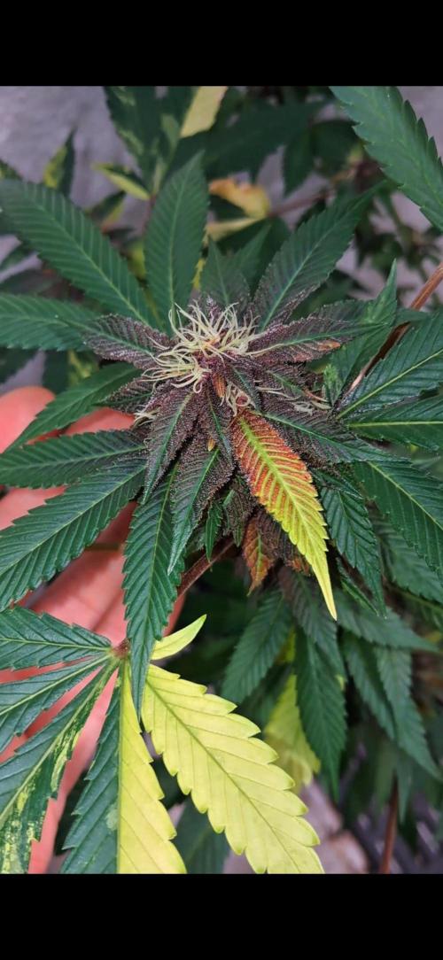 TPK x DRX F1. Week 11 - Variegado
Vitiligo