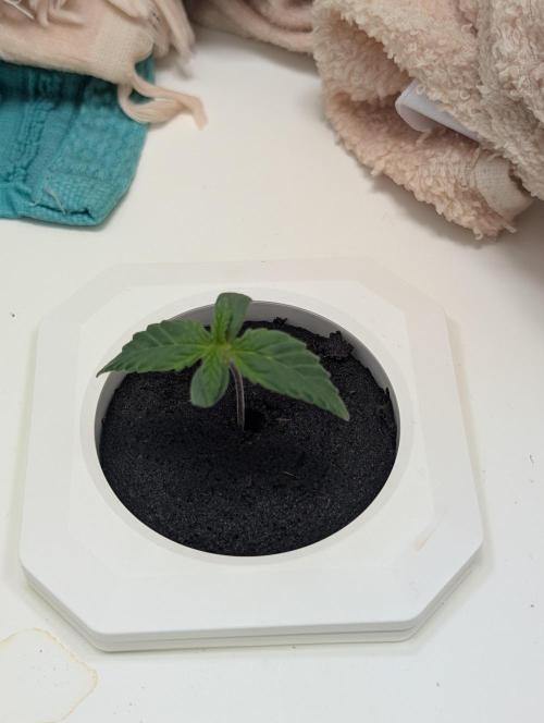 Potassium Right Hook. Week 1 - Day 6