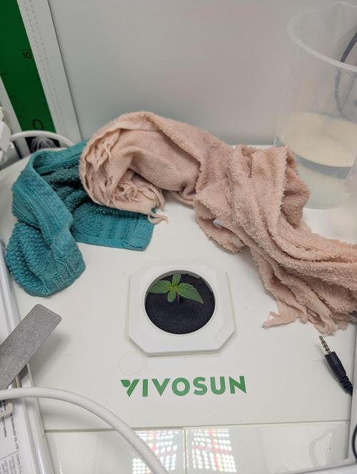 Potassium Right Hook. Week 1